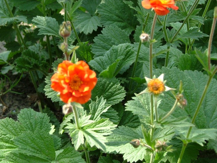 Гравилат ярко-красный "Werner Arends"