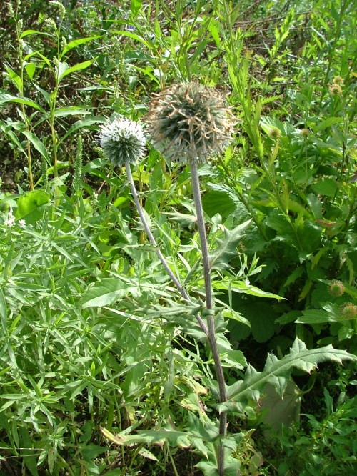 Мордовник  "Arctic  Glow" 