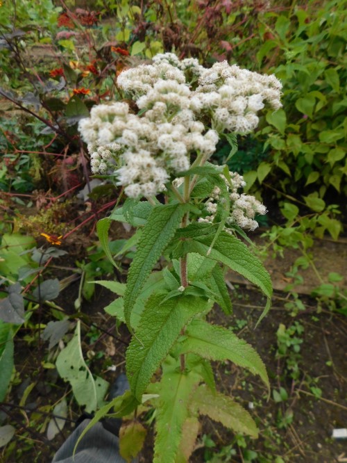 Посконник продырявленный