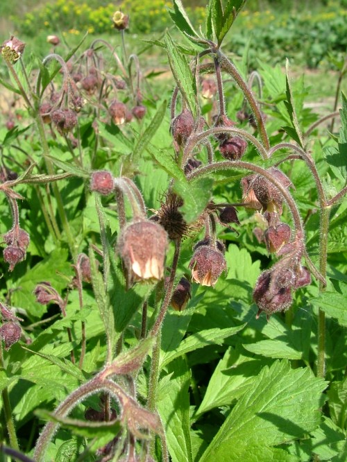 Гравилат речной