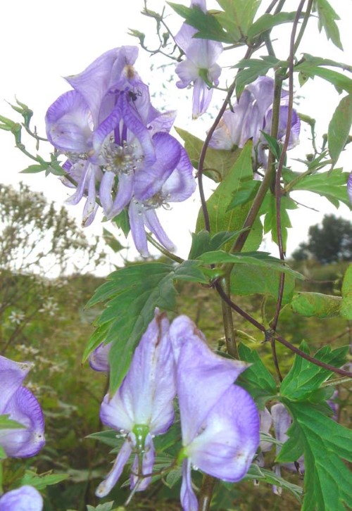 Аконит дуговидный (извилистый)