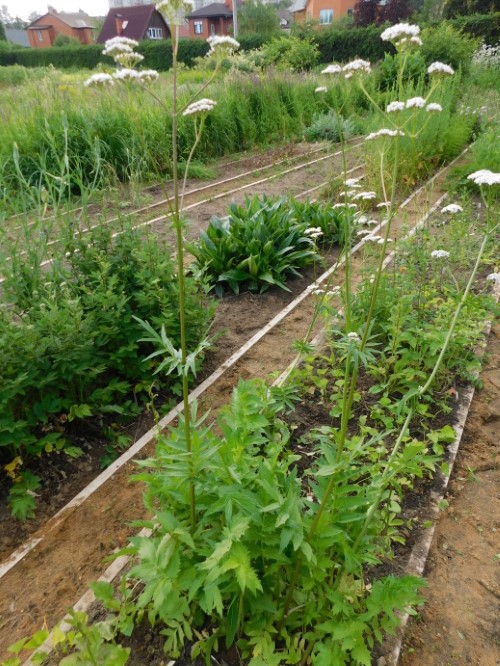 Валериана лекарственная