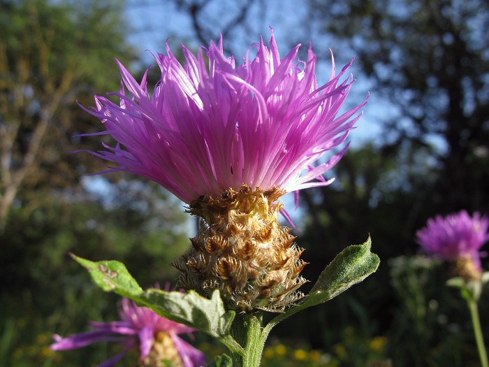 Василёк (Псефелус) подбелённый