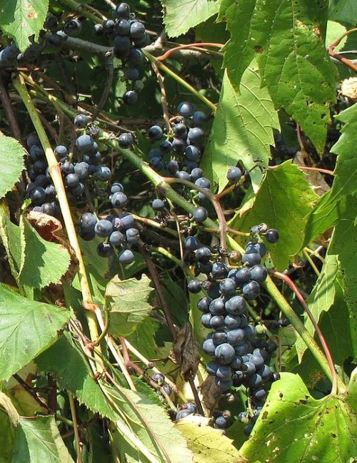 Виноград прибрежный