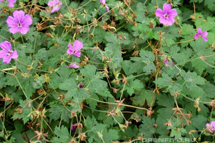 Герань Валиха 