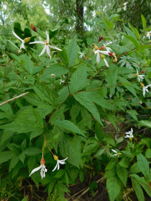 Гилления трёхлистная