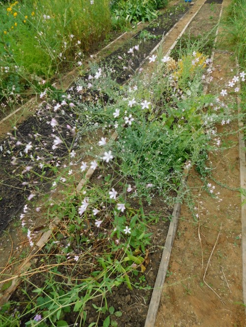 Гипсофила (Качим) тихоокеанская