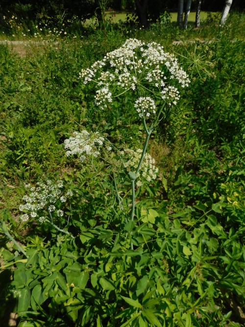 Гладыш широколистный