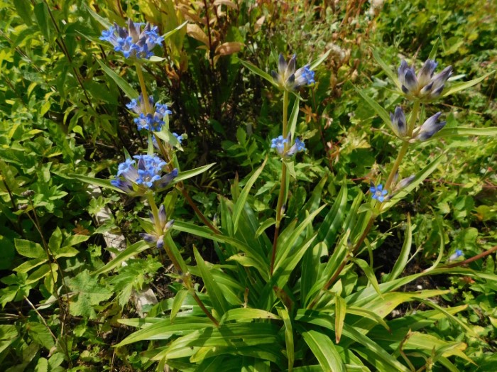 Горечавка Оливера