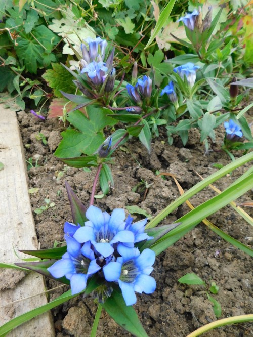 Горечавка шероховатая