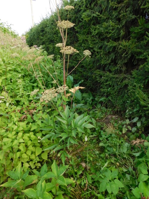 Дудник (Дягиль) даурский 