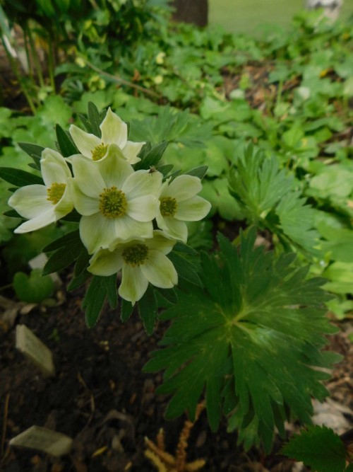 Анемона мохнатейшая