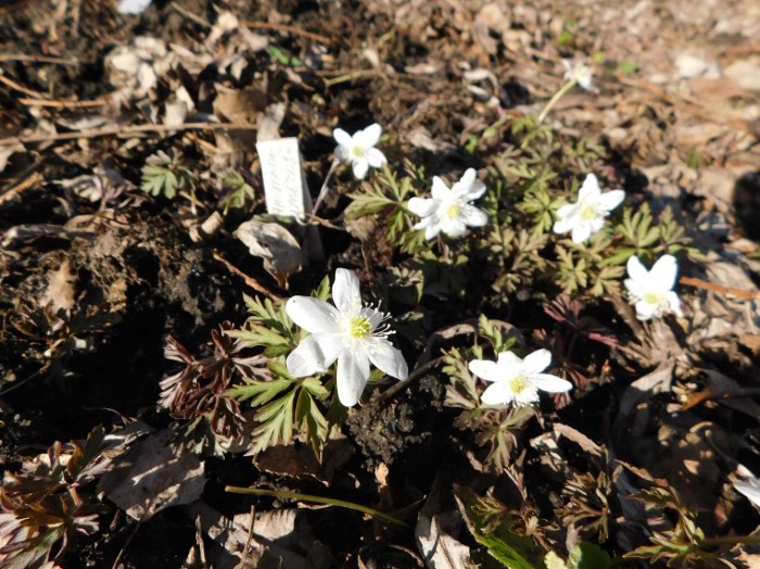 Анемона тенистая