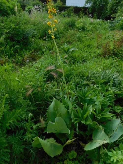  Бузульник разнолистный