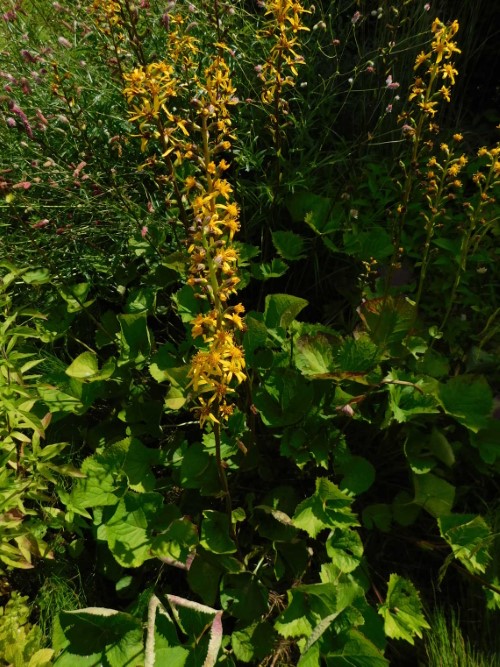 Бузульник тонкопалый (тонконогий)