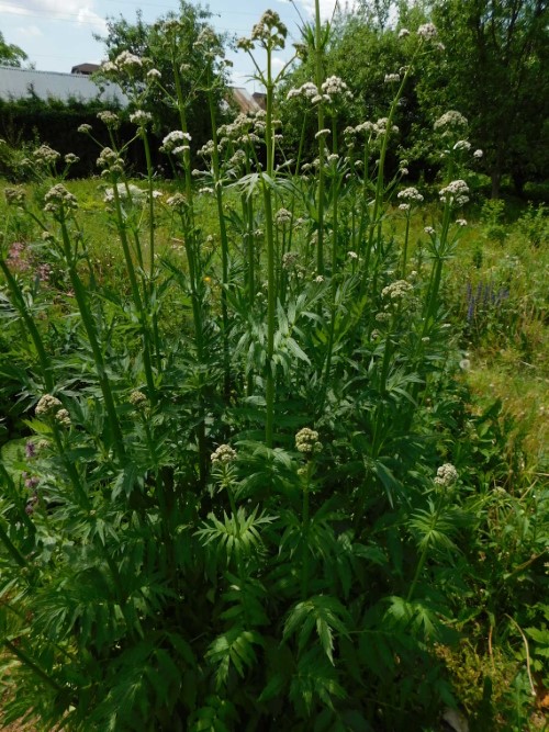 Валериана очереднолистная