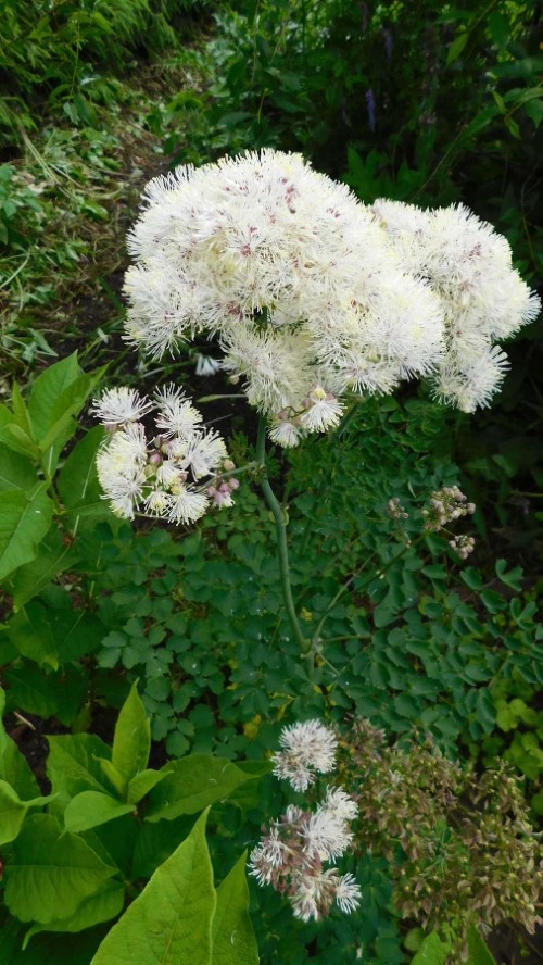 Василисник растопыренный