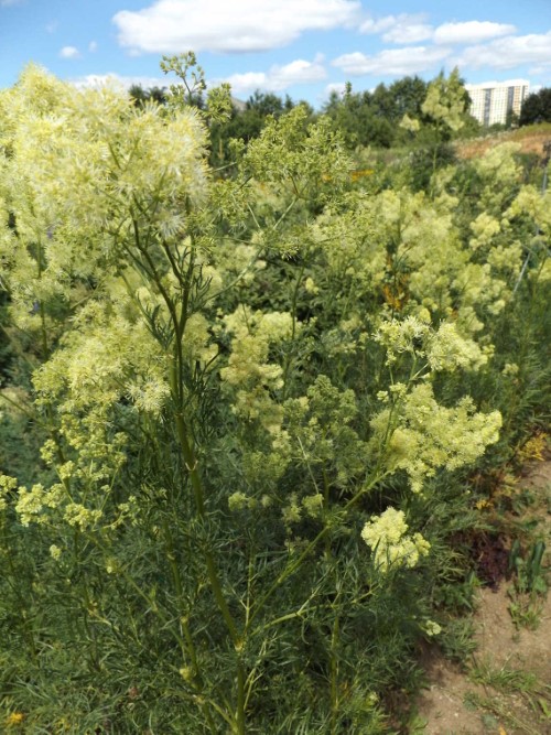 Василистник Моррисона 