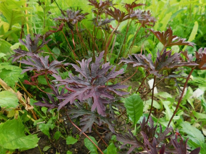 Герань луговая Black Beauty 