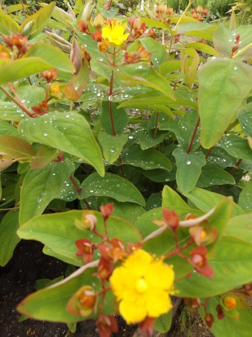 Зверобой красильный