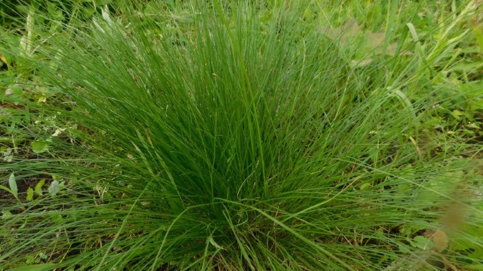 Каплесеменник раскидистый