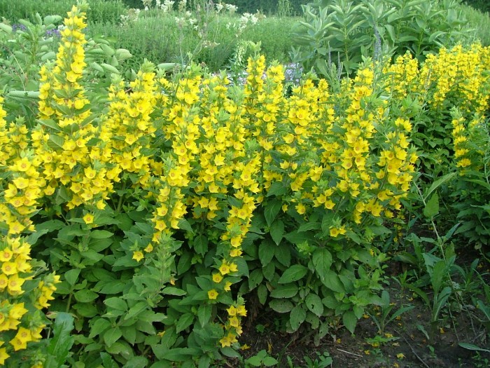 Вербейник точечный