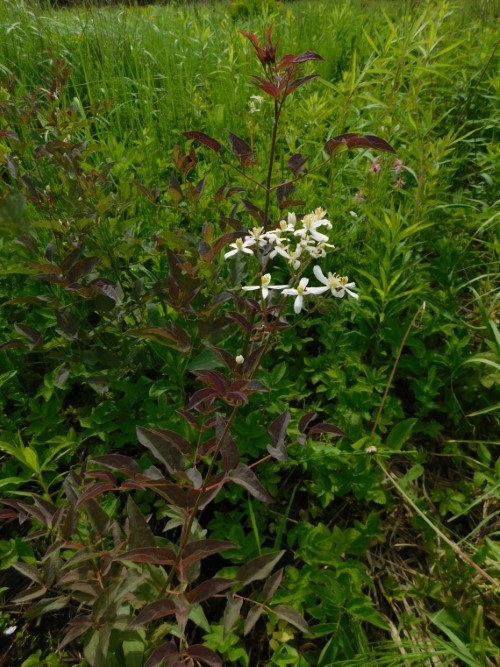 Клематис прямой форма пурпурная