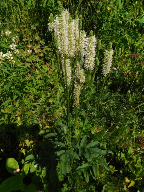 Кровохлёбка канадская