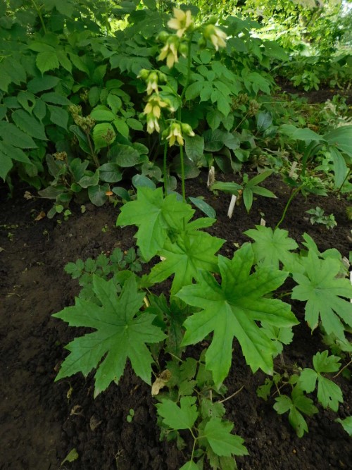 Пельтобойкиния Ватанабе