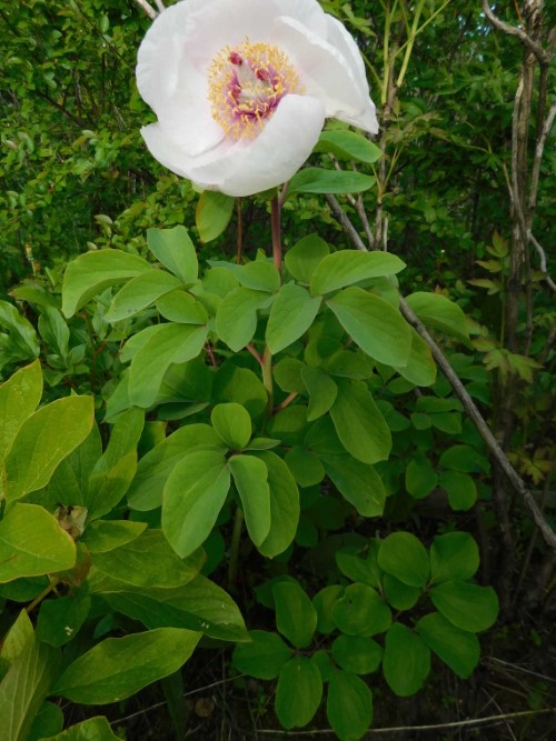 Пион Млокосевича