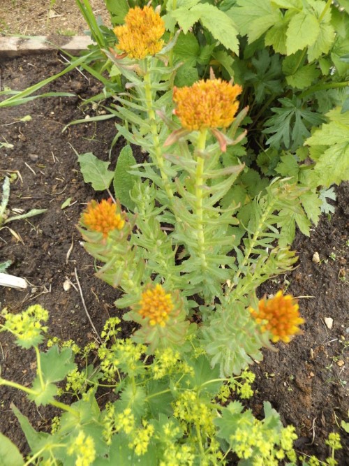 Родиола Генри