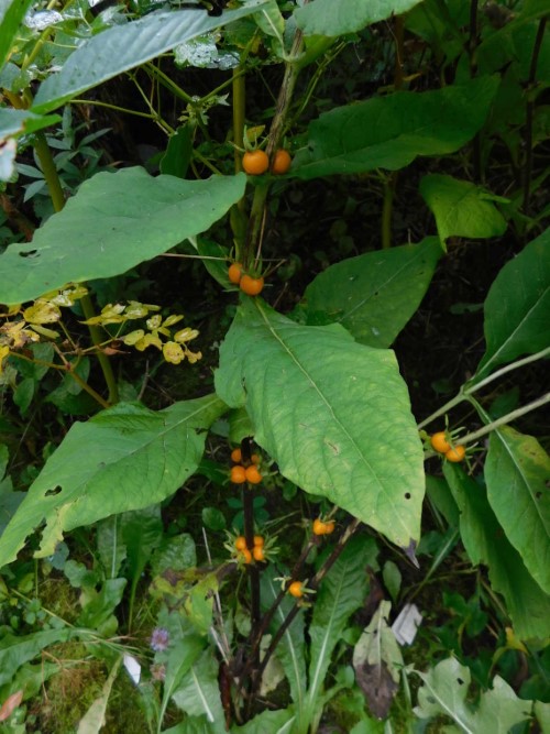 Трёхкосточник продырявленный