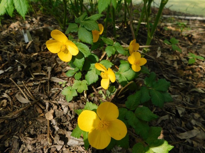 Мак лесной весенний