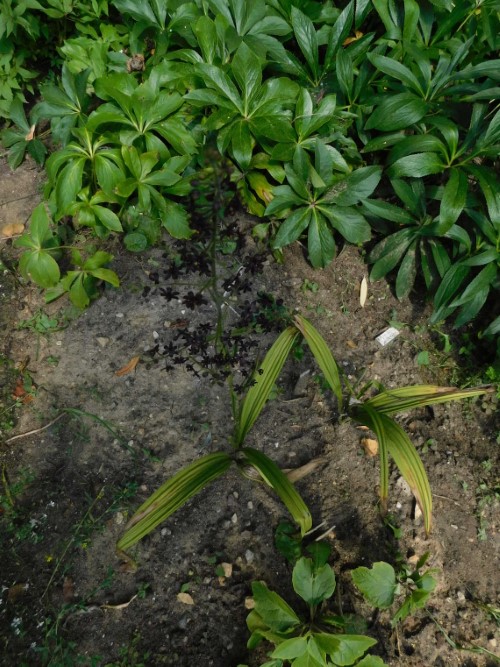 Черемица Маака