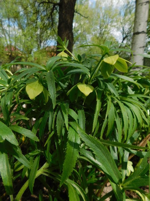 Морозник герцеговинский