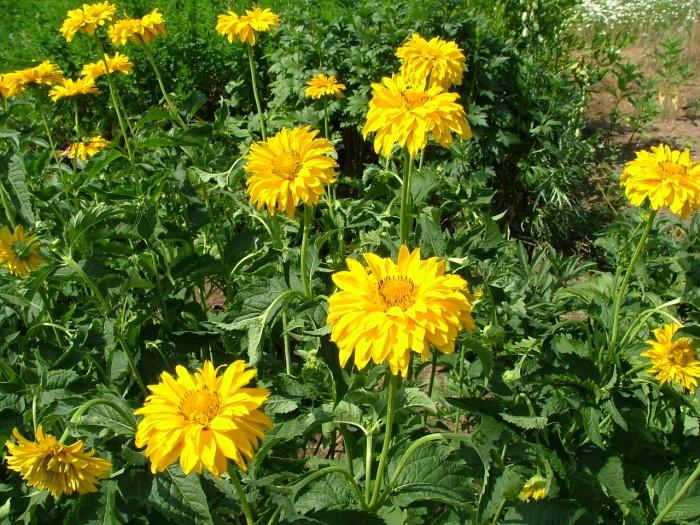 Гелиопсис подсолнечн-ый форма шершавая