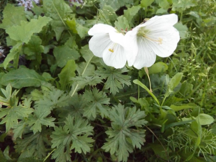 Герань гималайская Alba