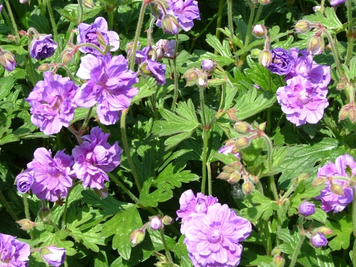 Герань гималайская "Plena"