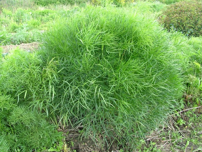 Горичник Морисона