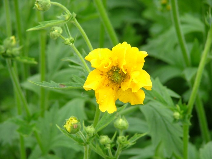 Гравилат чилийский "Lady Strathoden"
