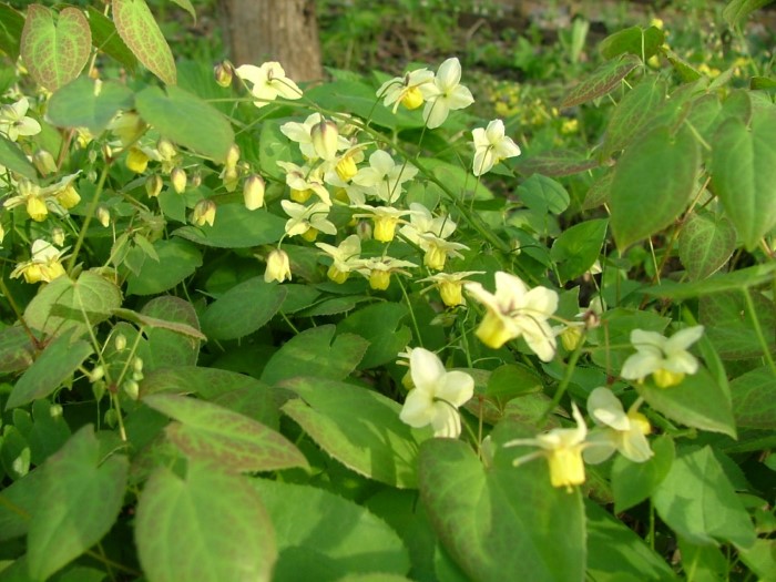 Горянка разноцветная "Sulphureum"