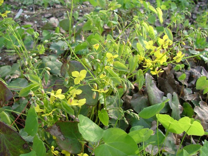 Горянка колхидская