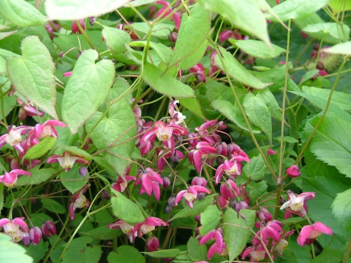 Горянка красная