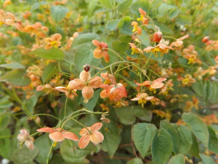 Горянка Варлея