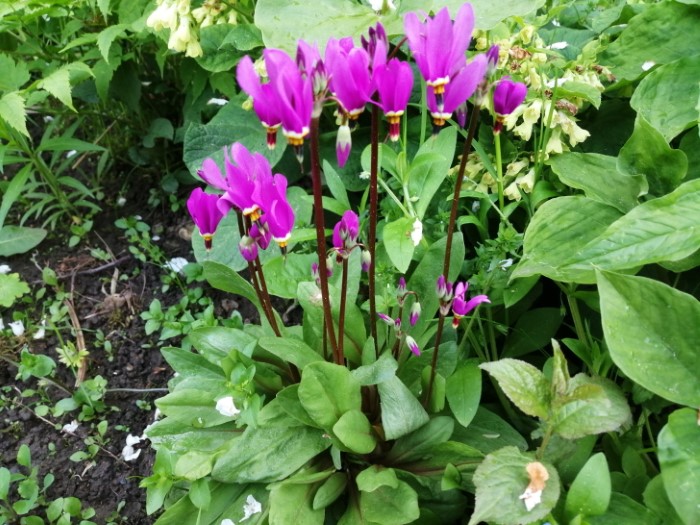 Додекатеон средний