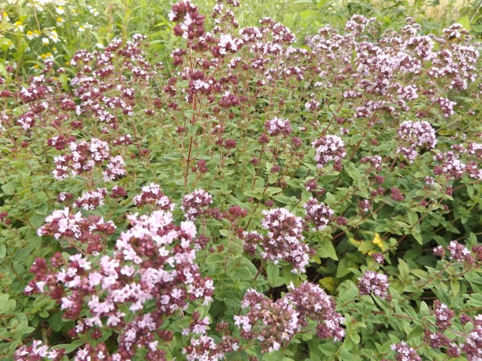 Душица обыкновенная