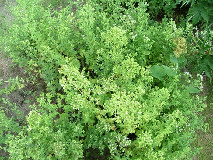 Душица греческая