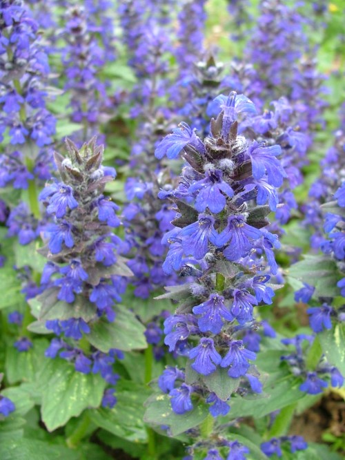 Живучка восточная