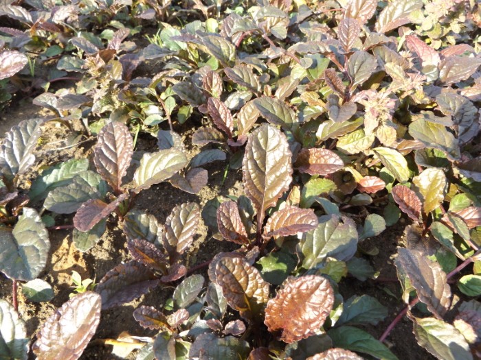 Живучка Atropurpurea