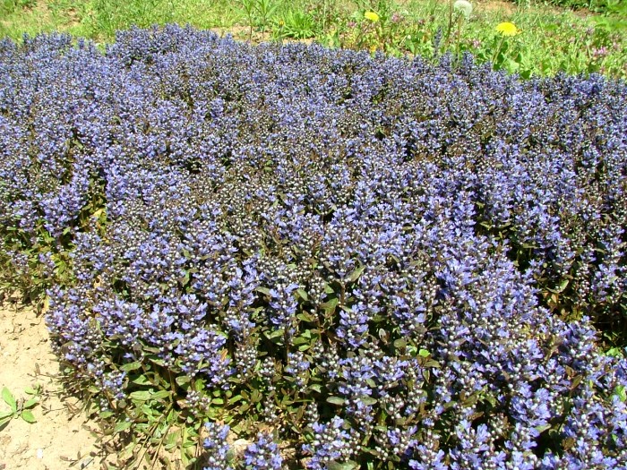 Живучка Chokolate Chip